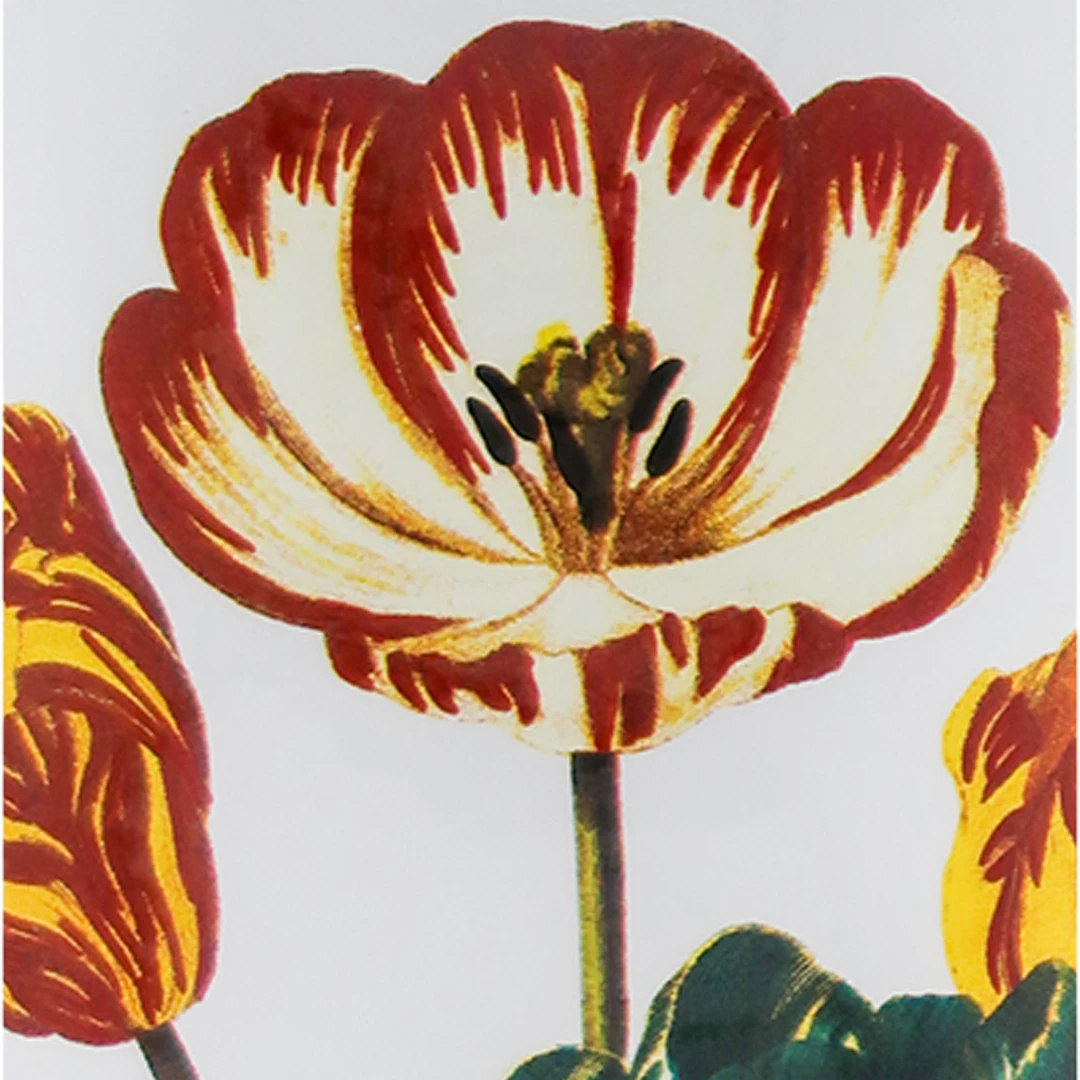 John Derian : Tulip Vase for Astier de Villatte