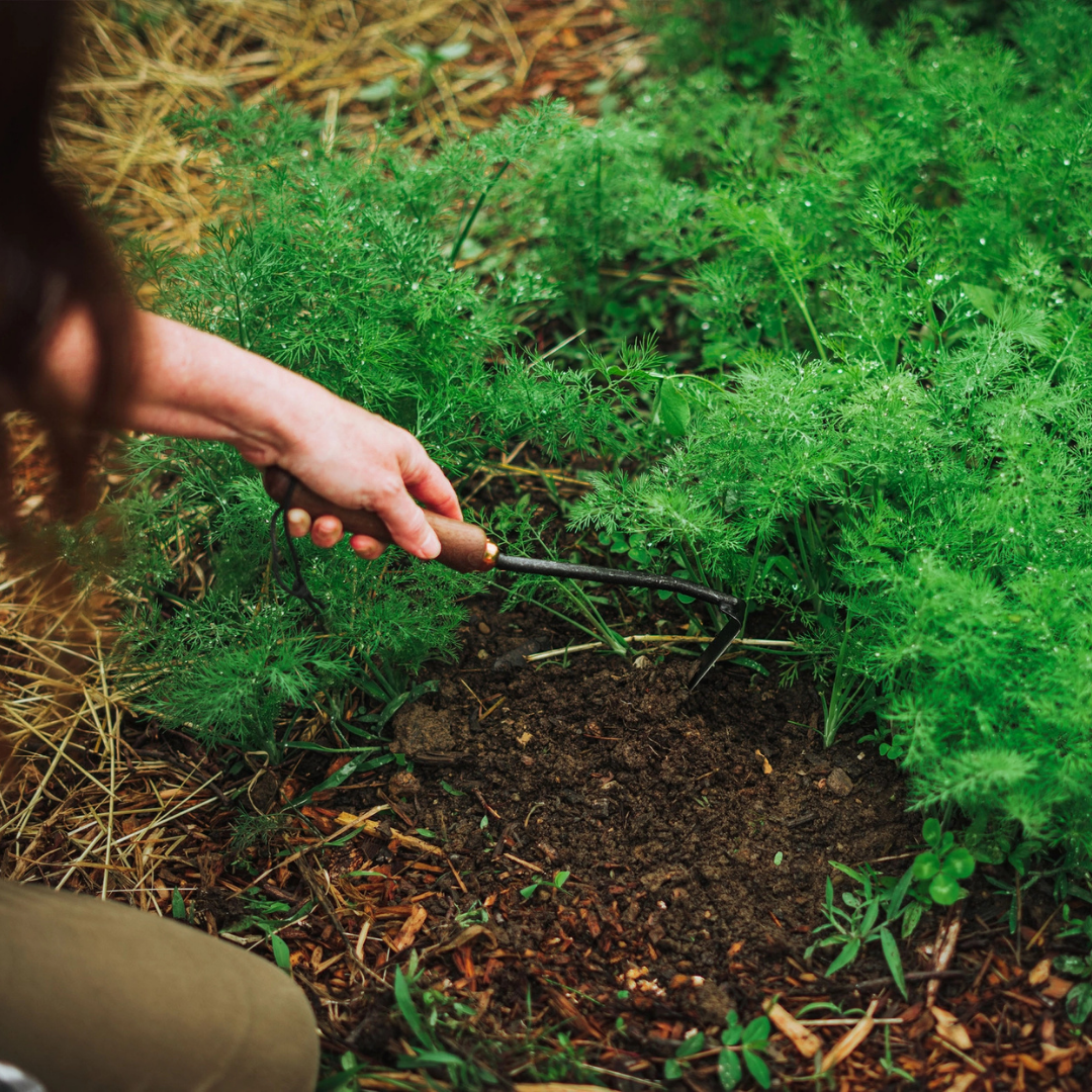 Barebones : Japanese Weeding Hoe, walnut & steel