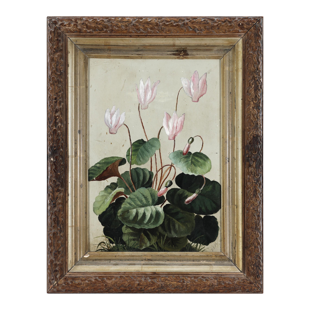 Unsigned 19thc : a pink Cyclamen, oil on paperboard