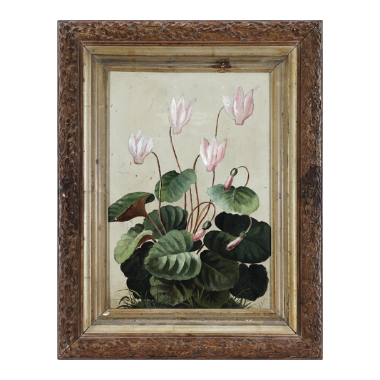 Unsigned 19thc : a pink Cyclamen, oil on paperboard