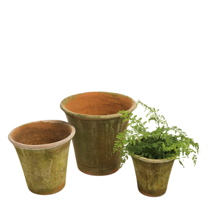 Campo de Fiori : 8" Nursery Planter Short