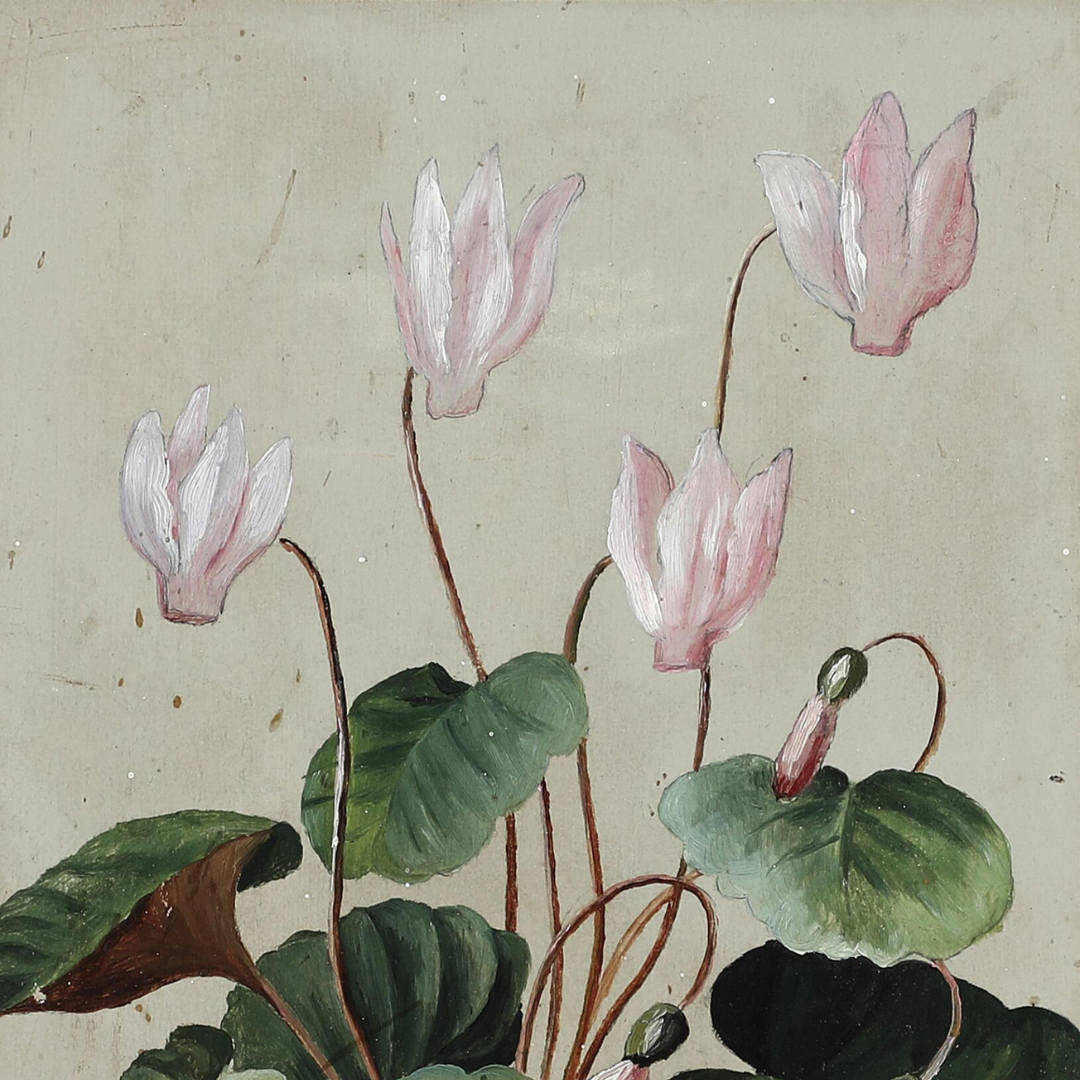 Unsigned 19thc : a pink Cyclamen, oil on paperboard
