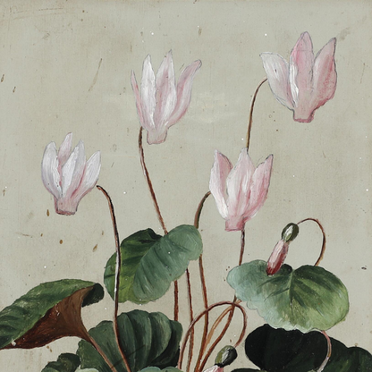 Unsigned 19thc : a pink Cyclamen, oil on paperboard