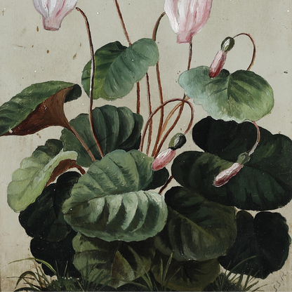 Unsigned 19thc : a pink Cyclamen, oil on paperboard