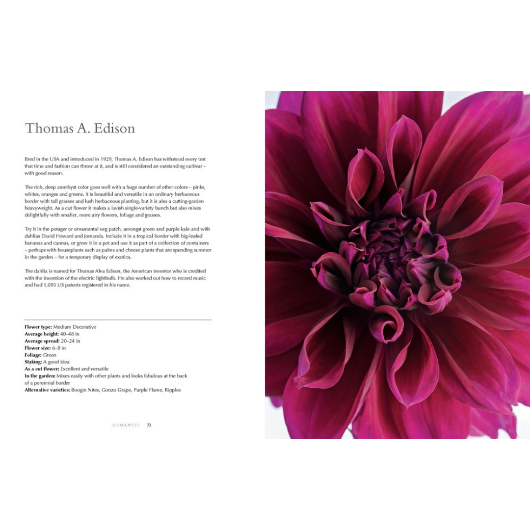 Naomi Slade book : "Dahlias, beautiful varieties for home and garden"