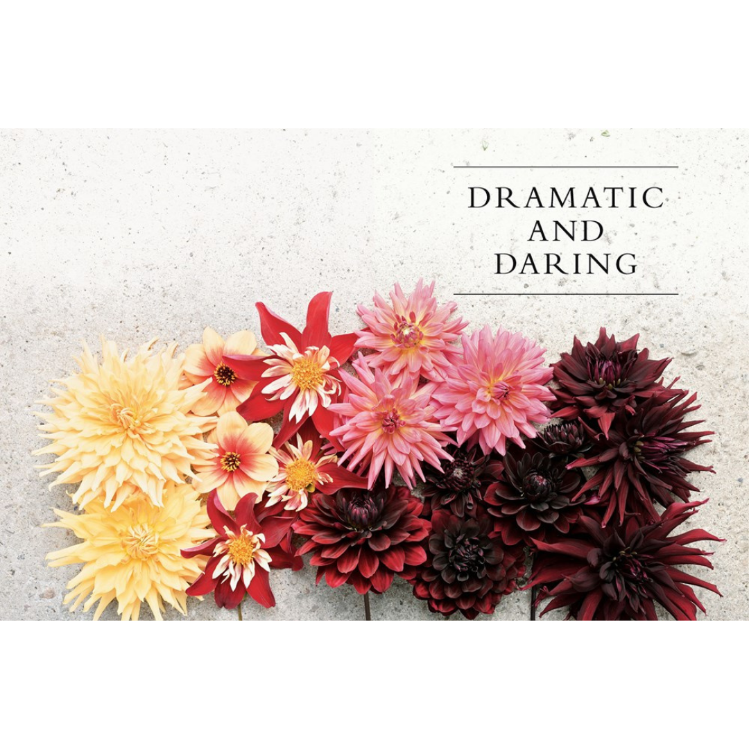 Naomi Slade book : "Dahlias, beautiful varieties for home and garden"