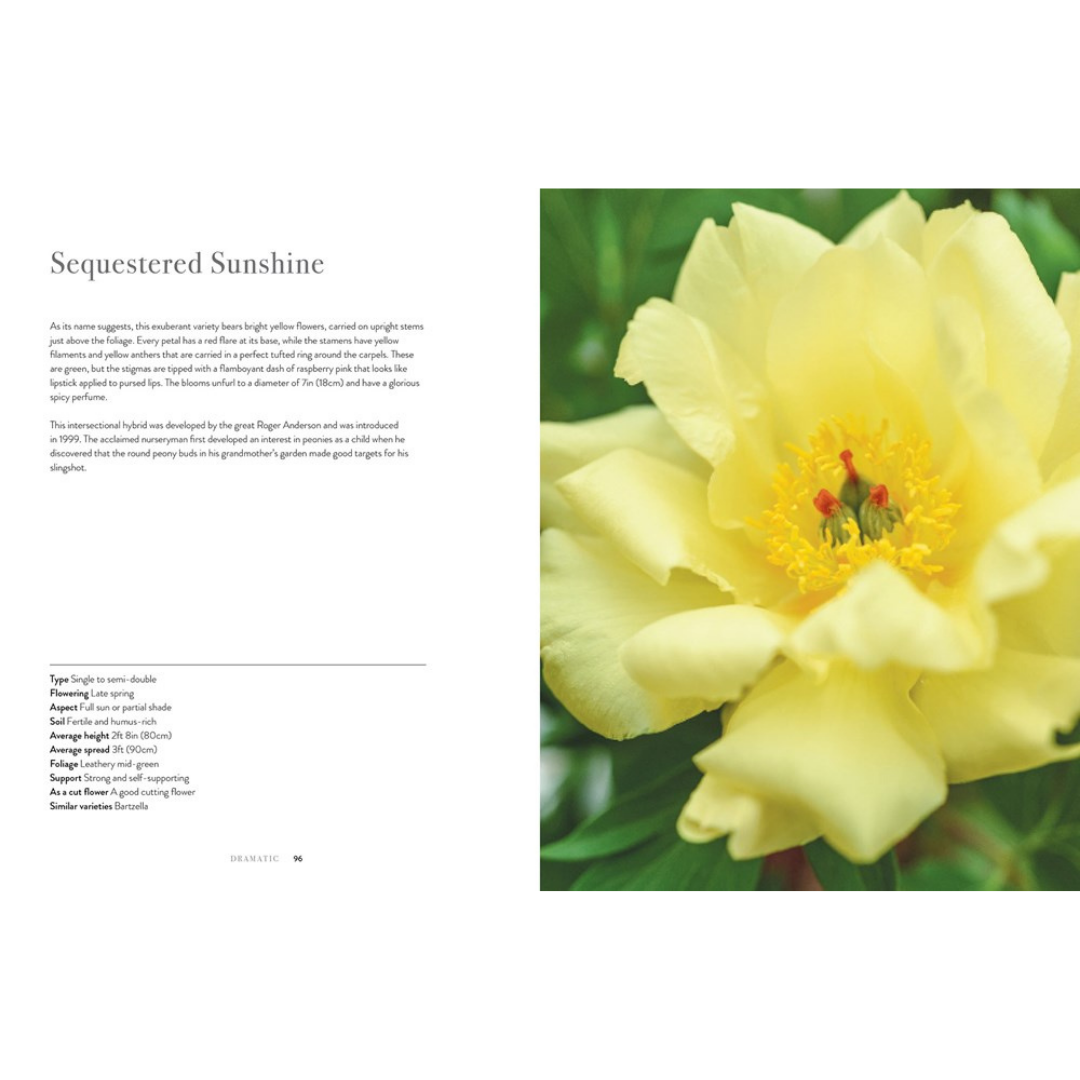 Peonies: Beautiful Varieties for Home and Garden