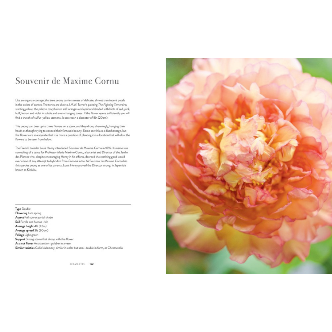 Peonies: Beautiful Varieties for Home and Garden