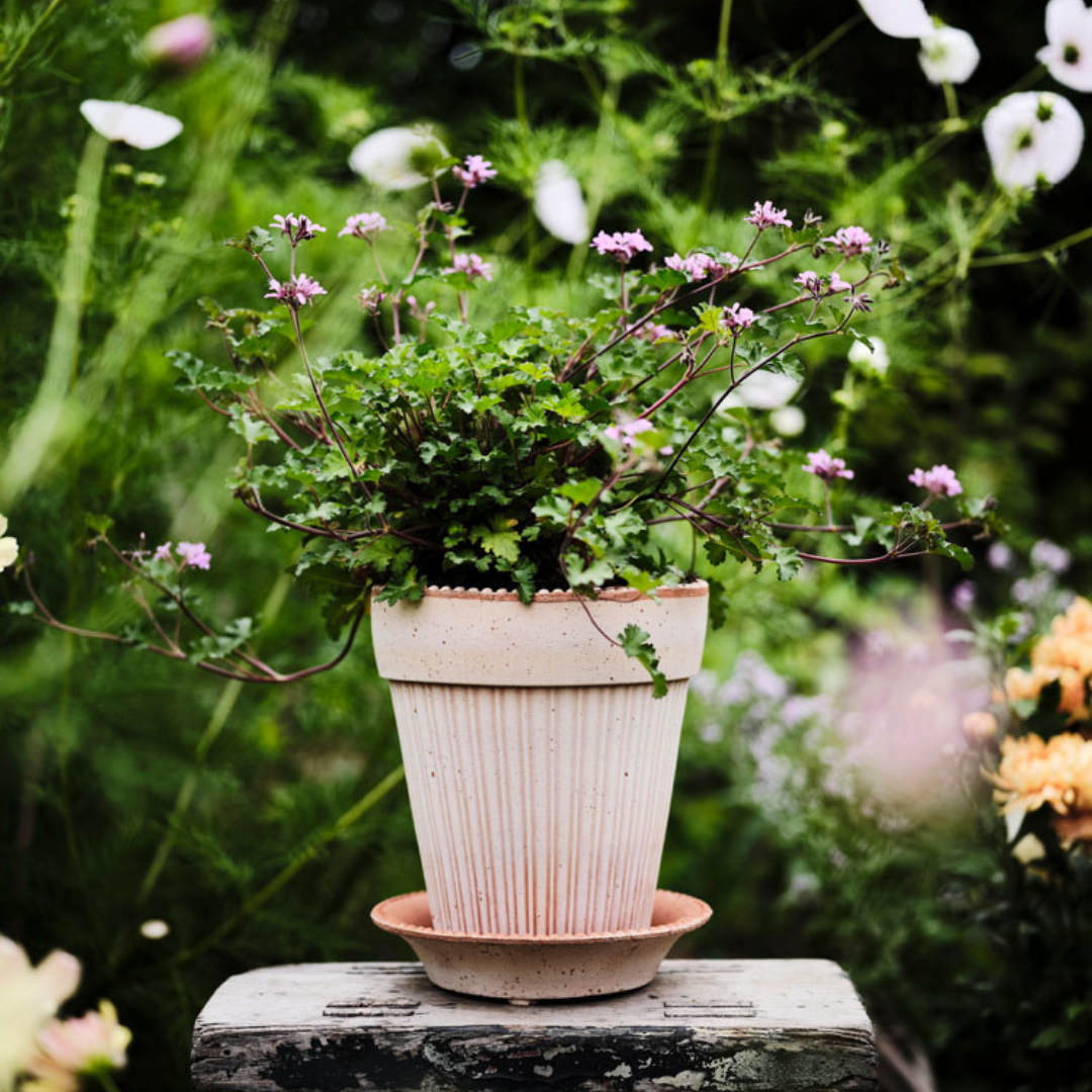 Bergs Potter : 8"x7" Simona RAW Pot in Rosa
