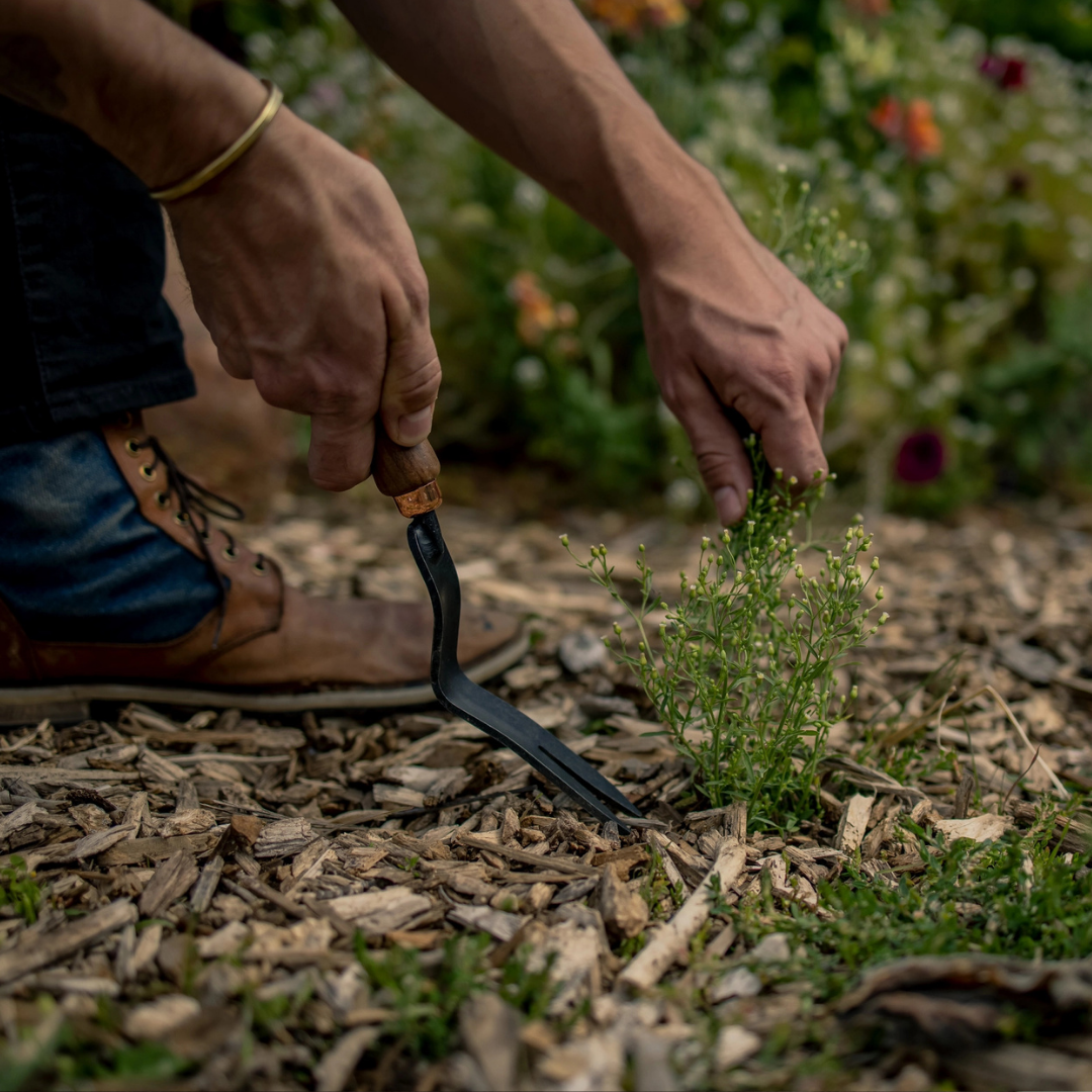 Barebones : Dandelion Weeding Fork, steel & walnut
