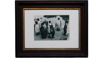 Dr. Paul Wolff, penguins at Hagenbeck's Park, 1930s Germany